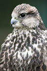 Saker falcon