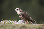 Saker falcon