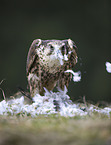 Saker falcon