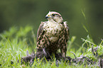 Saker falcon with prey