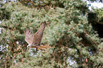 Saker falcon