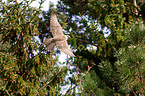 Saker falcon