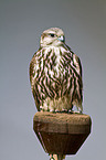 Saker falcon