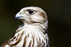 Saker falcon