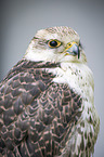 Saker falcon