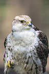 Saker falcon