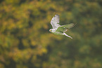 Saker falcon