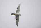 Saker falcon