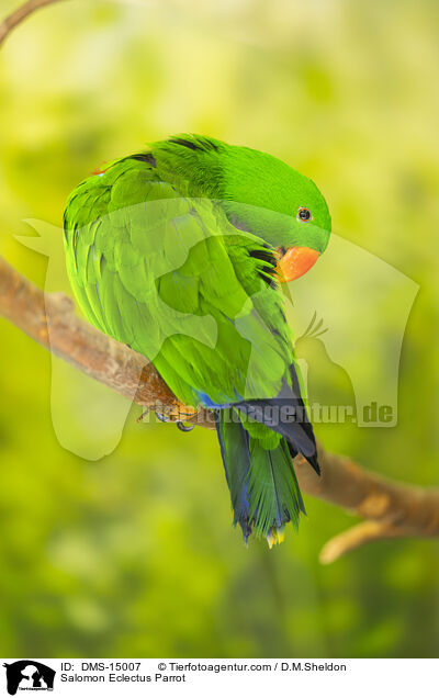 Salomonenedelpapagei / Salomon Eclectus Parrot / DMS-15007