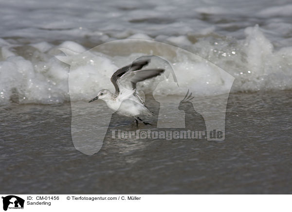 Sanderling / Sanderling / CM-01456