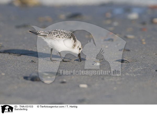 Sanderling / Sanderling / THA-03103