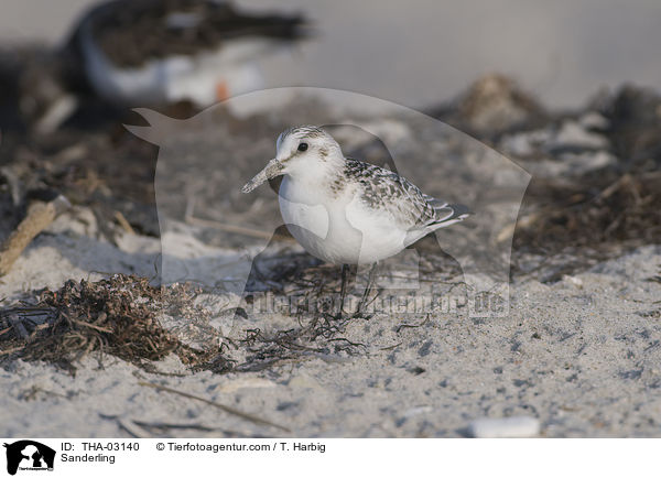 Sanderling / Sanderling / THA-03140