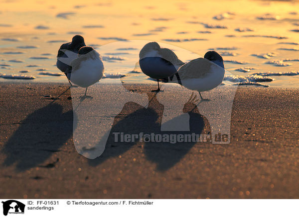 sanderlings / FF-01631