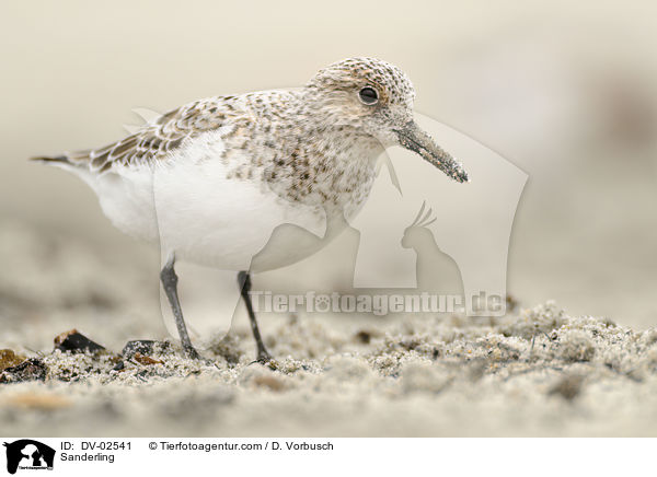 Sanderling / Sanderling / DV-02541
