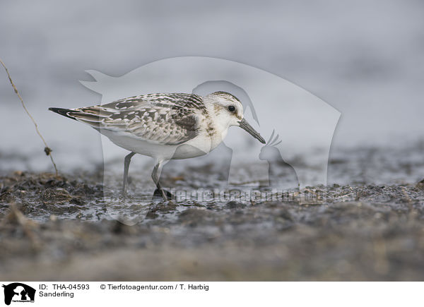 Sanderling / Sanderling / THA-04593