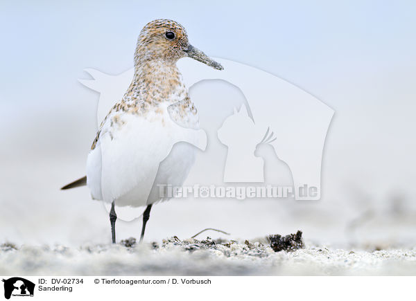 Sanderling / Sanderling / DV-02734