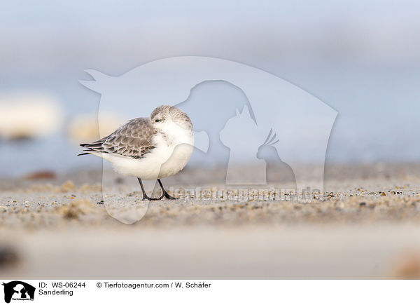 Sanderling / Sanderling / WS-06244