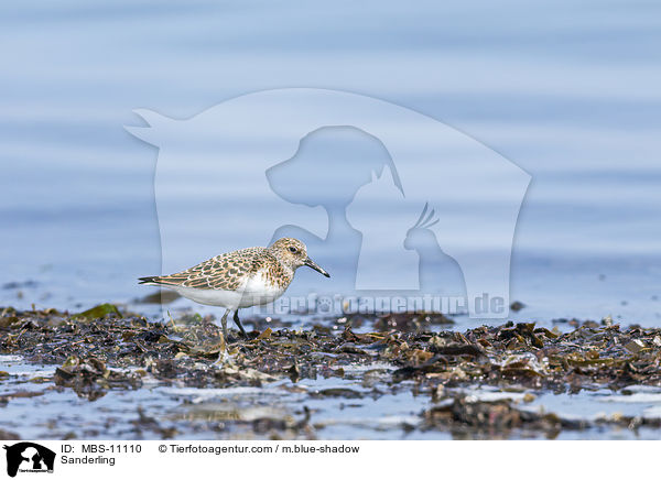 Sanderling / Sanderling / MBS-11110