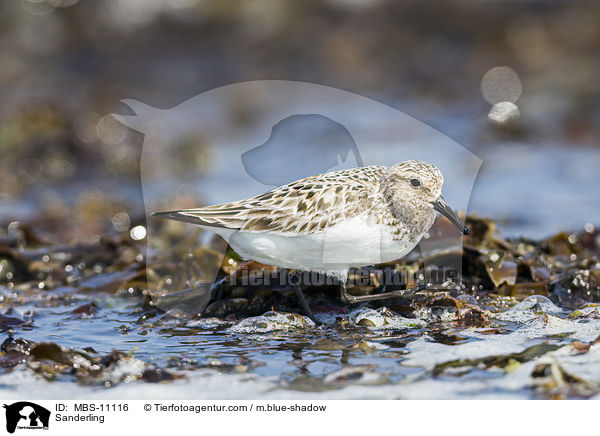 Sanderling / Sanderling / MBS-11116