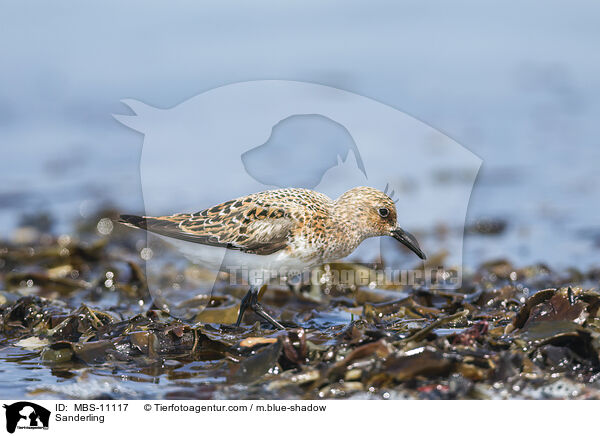 Sanderling / Sanderling / MBS-11117