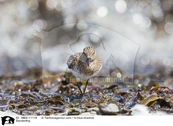 Sanderling / Sanderling / MBS-11118