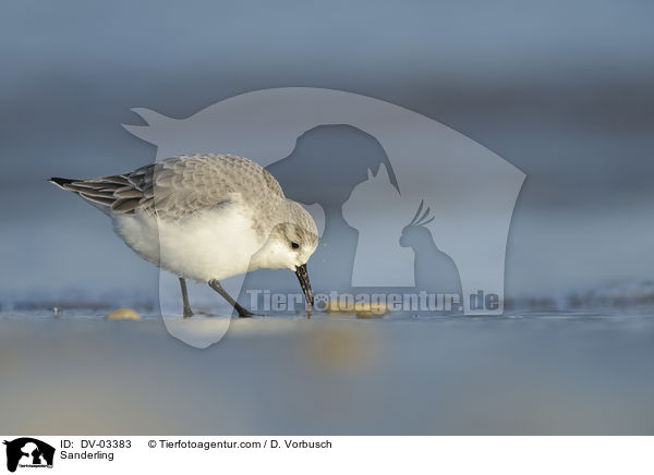 Sanderling / Sanderling / DV-03383