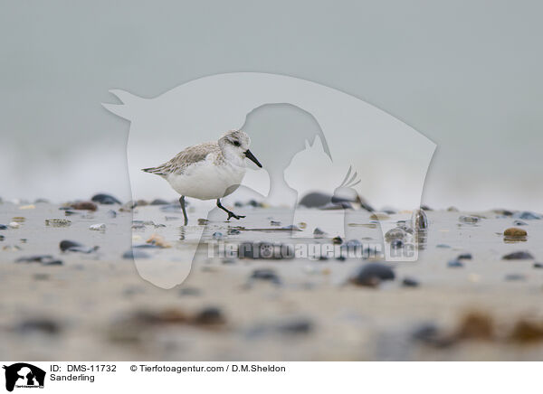 Sanderling / Sanderling / DMS-11732