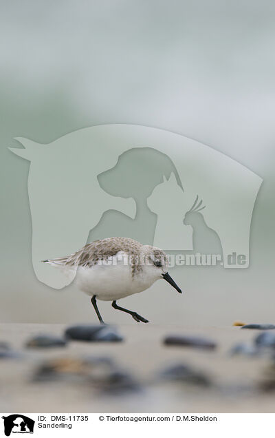 Sanderling / Sanderling / DMS-11735