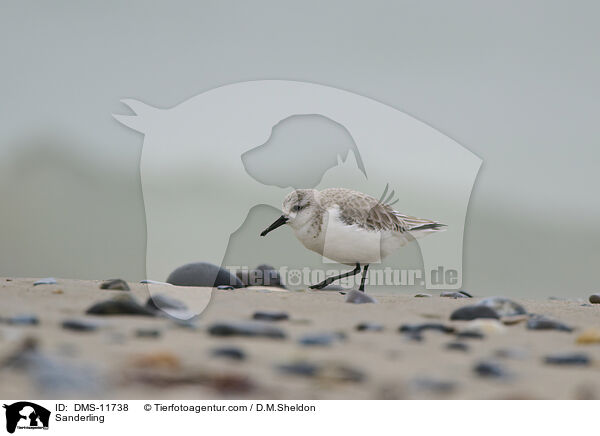 Sanderling / Sanderling / DMS-11738