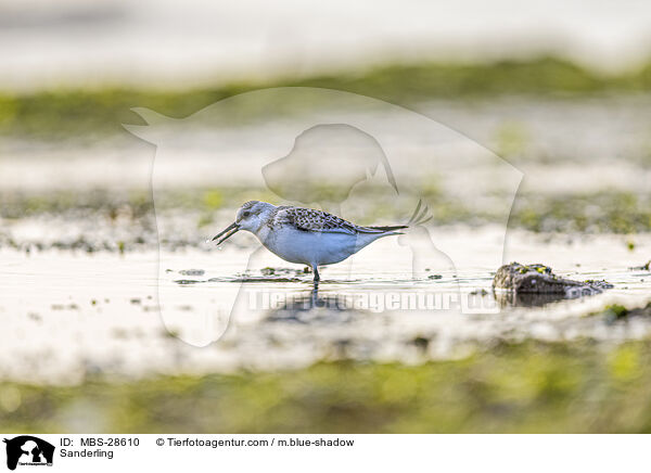 Sanderling / Sanderling / MBS-28610