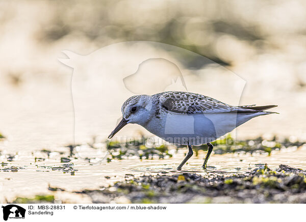 Sanderling / Sanderling / MBS-28831