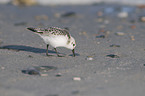 Sanderling