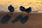 sanderlings