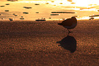 sanderling