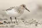 Sanderling