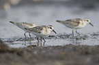 Sanderling