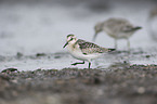 Sanderling