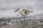 Sanderling