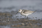 Sanderling