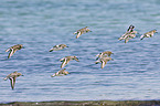 Sanderling