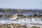 Sanderling