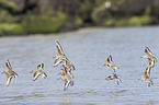 Sanderling