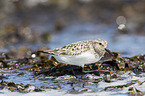 Sanderling