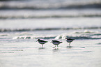 Sanderlings