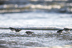 Sanderlings