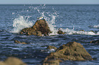 Sanderling