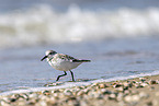 Sanderling