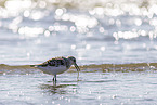 Sanderling