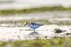 Sanderling
