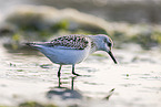 Sanderling
